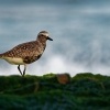 Kulik bledy - Pluvialis squatarola - Grey Plover o1296